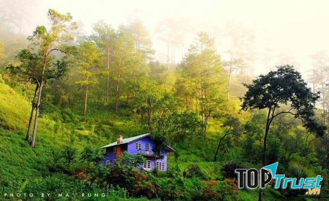 Thông xanh - loài cây gắn liền với Đà Lạt