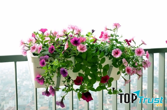 Hoa dạ yến thảo