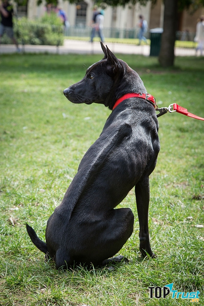 Một chú chó Phú Quốc với phần bờm lông đặc trưng trên lưng