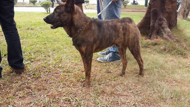 H'Mông cộc rất thông minh và trung thành