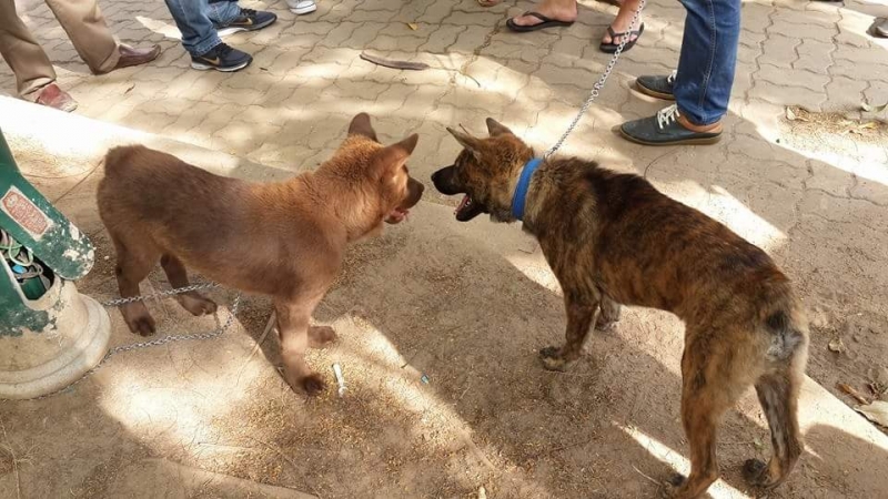 Chúng có bản năng bảo vệ lãnh thổ rất cao