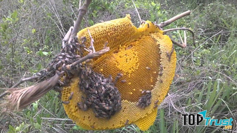 Mật ong rừng nguyên chất