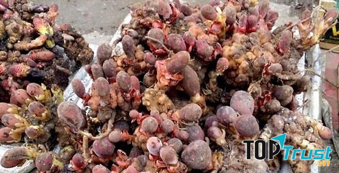 Đến với cửa hàng, bạn có thể tìm thấy rất nhiều loại thảo dược ngâm rượu như ba khích, táo mèo, sâm cau, đinh lăng, đông trùng hạ thảo