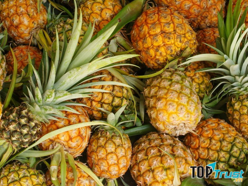 Dứa Tam Dương