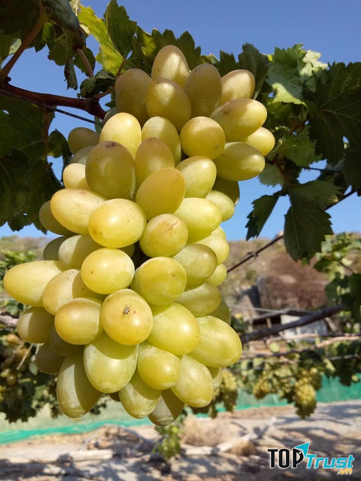 Đặc sản trái cây sạch Thuần Việt