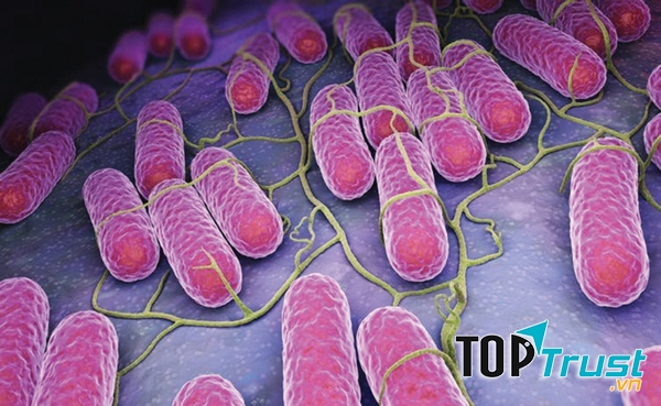 Khuẩn Salmonella, thủ phạm gây ra đại dịch Cocciztli