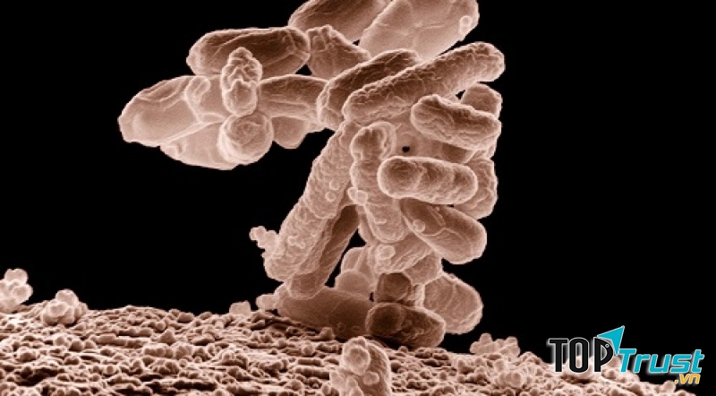 Một đại dịch chết người hoàn toàn có thể từ một căn bệnh mới chưa được phát hiện hoặc thậm chí từ chính các căn bệnh mà con người đã biết