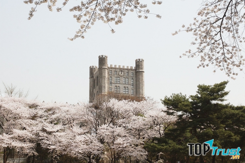 Hoa anh đào nở rộ khắp khuôn viên trường