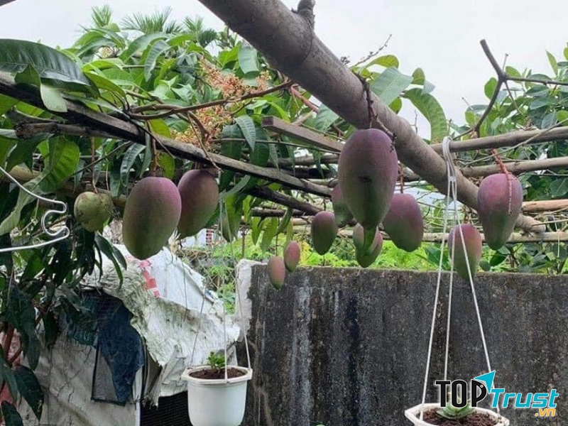 Đại lí phân phối cây giống Huế