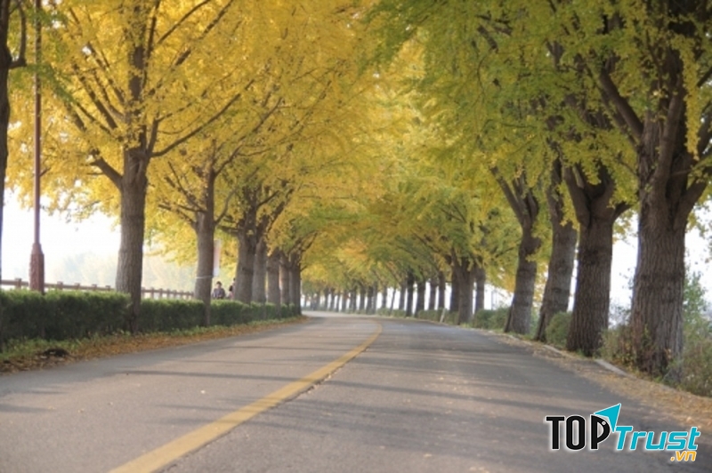 Đại lộ cây ngân hạnh ở Hyeonchungsa