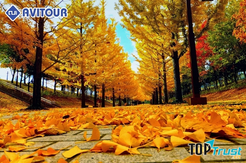 Mùa thu rực rỡ sắc màu của ngân hạnh