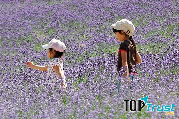 Lạc vào biển hoa ngút trời ở đảo ngọc Đài Loan