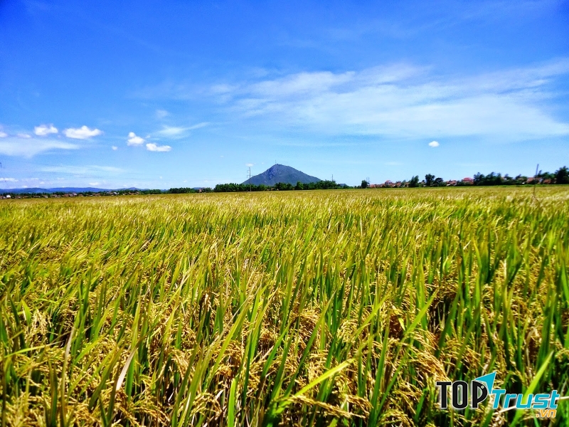 Hạt ngọc là tinh túy của đất trời