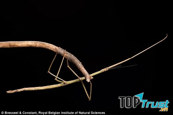 Bọ que Phasmatodea là loài côn trùng dài nhất trên thế giới