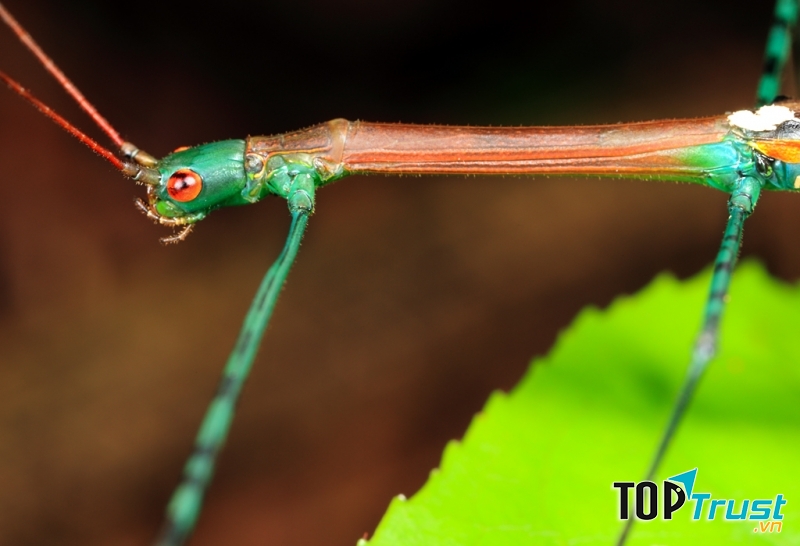 Bọ que Phasmatodea dành phần lớn thời gian ở trên cây