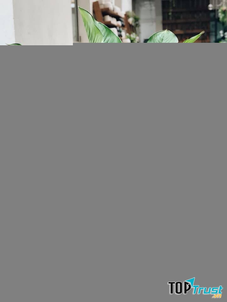 Cây đại phú gia mang lại tiền bạc, danh vọng, sức khỏe cho gia chủ.