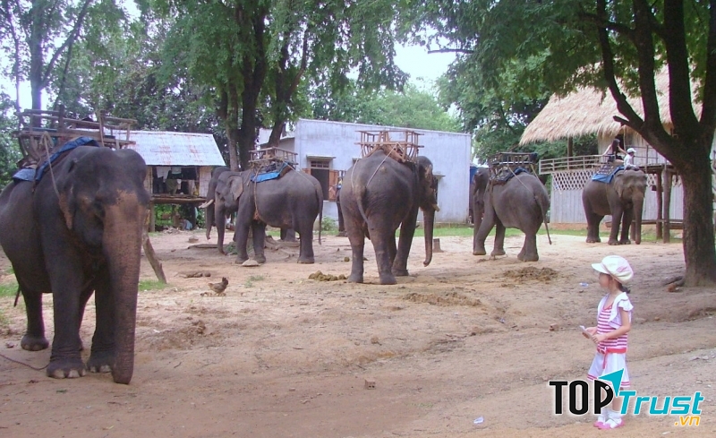 Có thể vừa cưỡi voi vừa ngắm cảnh