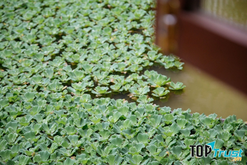 Dalat 1893 Homestay