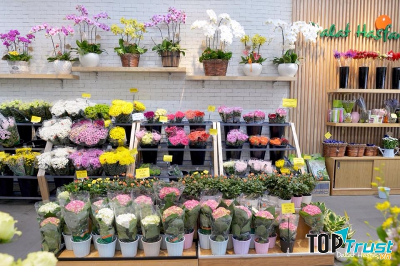 Hiện hoa tươi Dalat Hasfarm đang phân phối tại hệ thống cửa hàng bán lẻ trên toàn quốc, các hệ thống siêu thị lớn