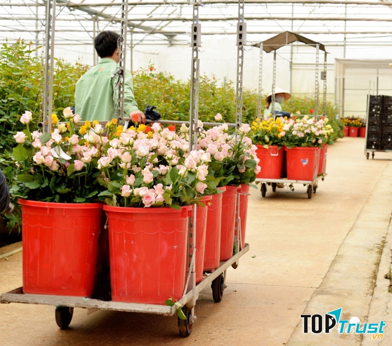 Dalat Hasfarm đang là một công ty vững mạnh trong nền nông nghiệp trồng hoa