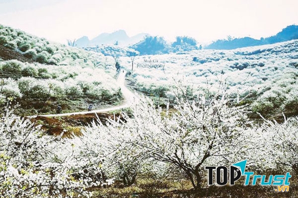 Thảm rừng hoa mận