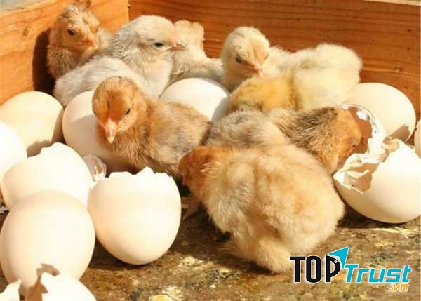 Vài tuần trước cô gà mái nhà tôi đã ấp thành công và nở ra một đàn gà con rất xinh xắn, dễ thương.