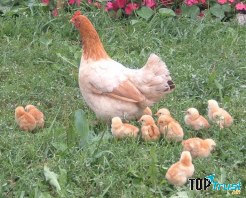 Con nào con nấy khoác một bộ lông vàng óng ả ngắn cũn cỡn trông giống như những cuộn len lăn tròn trên sân thật ngộ nghĩnh.