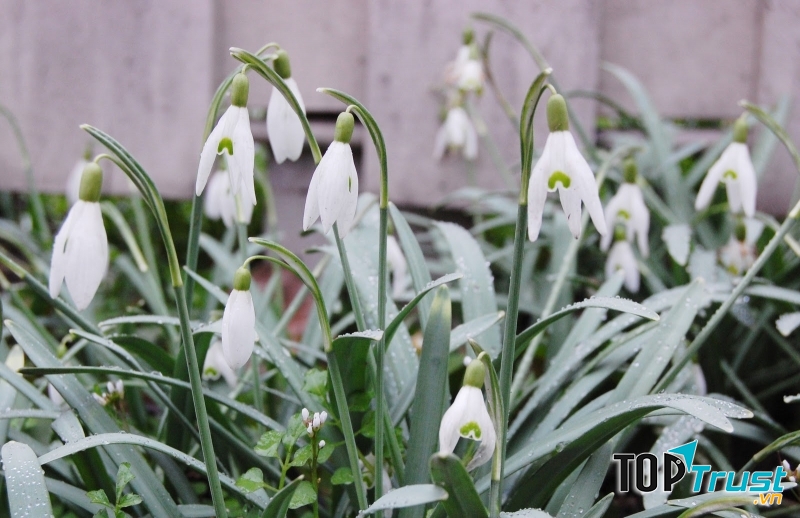 Những cặp đôi yêu nhau lại tặng một nửa của mình hoa giọt tuyết được ép khô