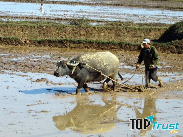 Ảnh minh họa (Nguồn intenet)