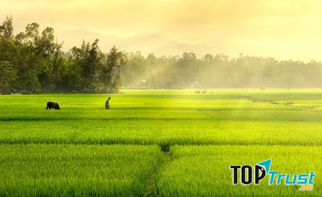 Ảnh minh họa (Nguồn internet)