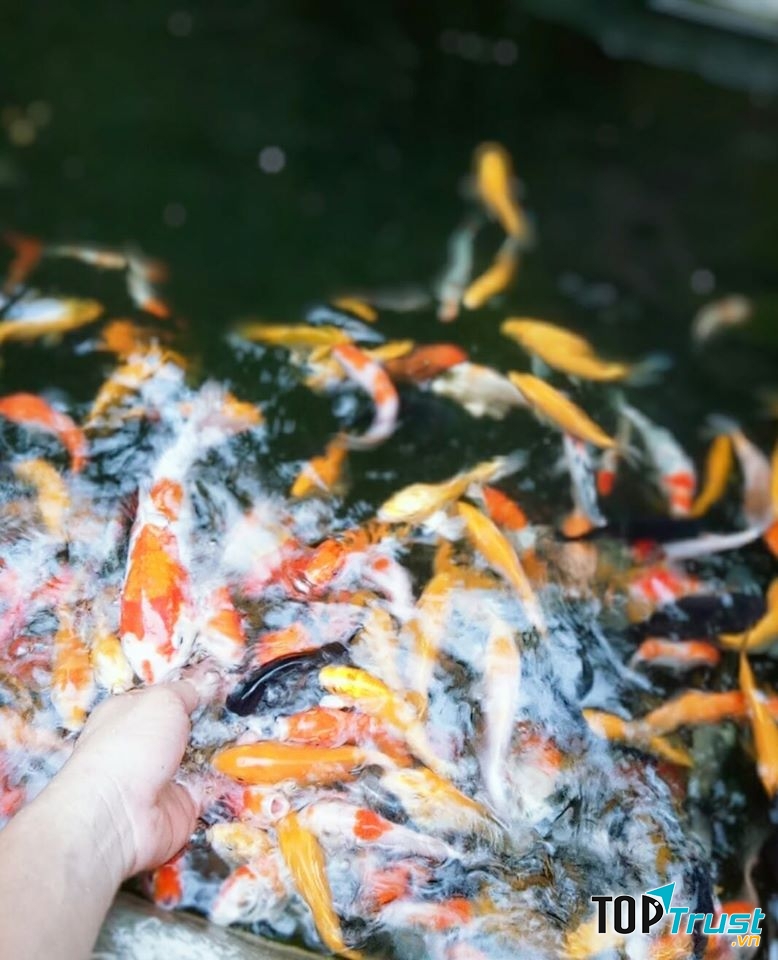 Tại Đà Nẵng, ﻿Dana Koi được nhiều khách hàng lựa chọn là cửa hàng bán cá Koi giống Việt uy tín và chất lượng nhất nhì nơi đây