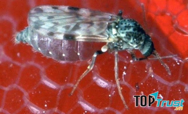 Dĩn có khả năng truyền bệnh Mansonellosis rất hiếm gặp