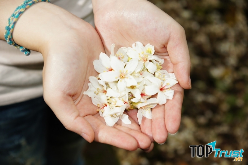 Sự chân thành đẹp tựa những cánh hoa.