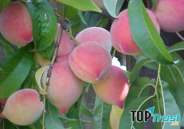 Đào chống say nắng.