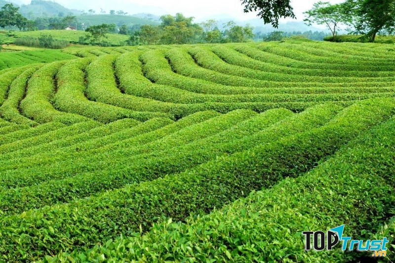 Đảo chè Thanh Chương, huyện Thanh Chương, tỉnh Nghệ An