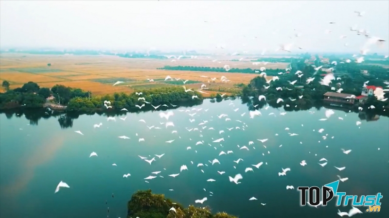 Đảo cò Chi Lăng Nam