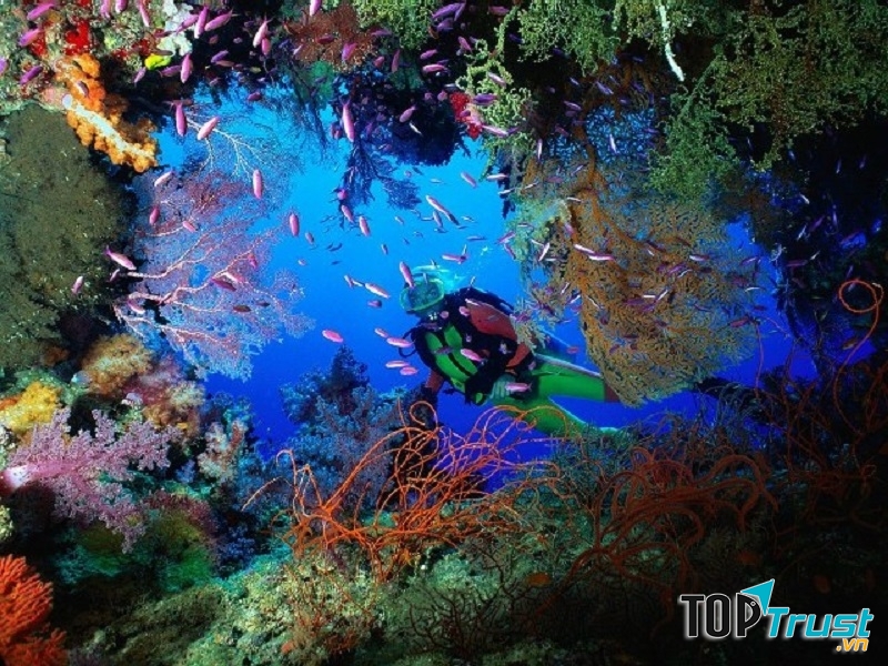 hệ thống san hô sinh động của đảo Hòn Mun