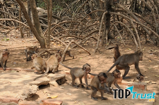 Khỉ có mặt ở khắp nơi trên mọi nẻo đường