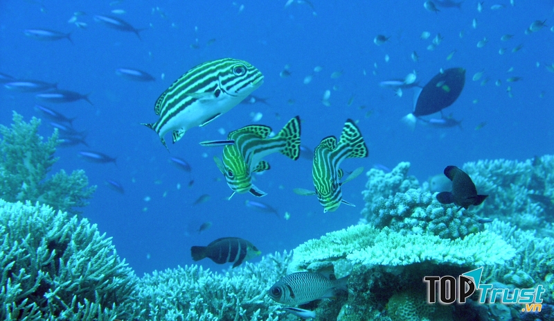 Đảo Layang - Layang