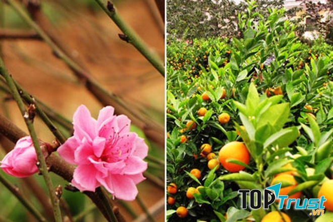 Miền Bắc sẽ chuộng đào, quất trong nhà ngày Tết