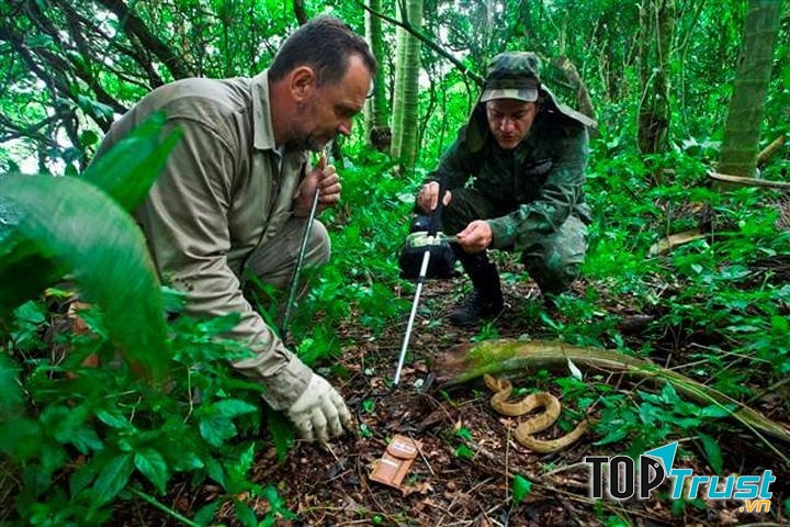 Đảo Queimada Grande ở Brazil