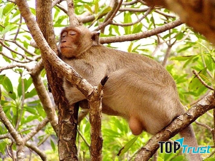 Đảo Rều - Cẩm Phả