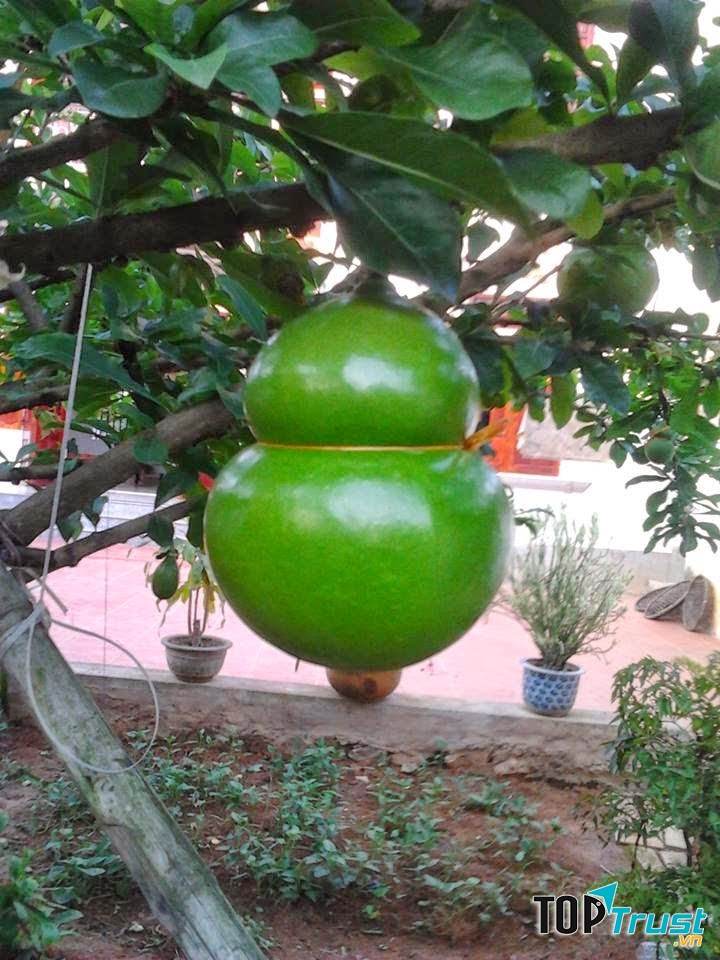 Đào tiên hồ lô