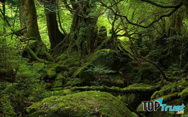 Đảo Yakushima (Ốc cửu đảo)