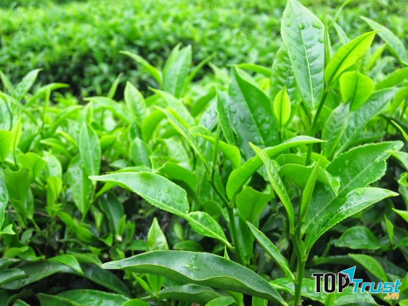 Tinh dầu được chiết xuất từ lá trà xanh