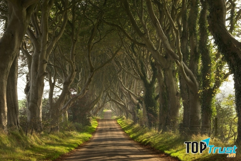 Con đường cây Dark Hedges ở Bắc Ireland mang đến cho người ta một cảm giác ma mị đầy quyến rũ bởi những hàng cây sồi cổ thụ