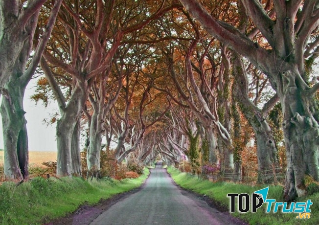 Con đường cây Dark Hedges ở Bắc Ireland