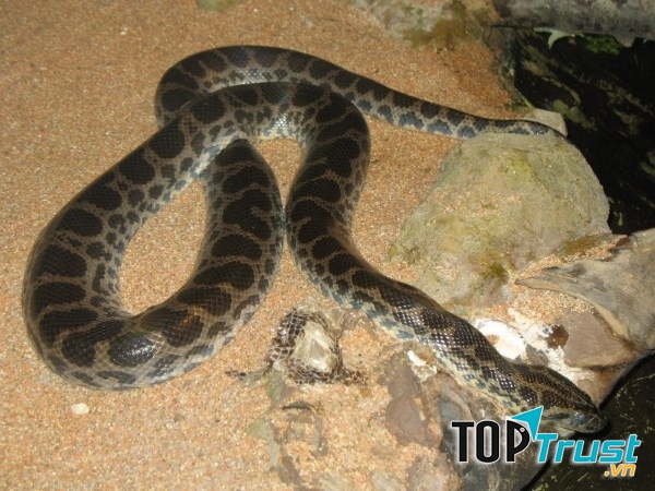 Dark-spotted anaconda