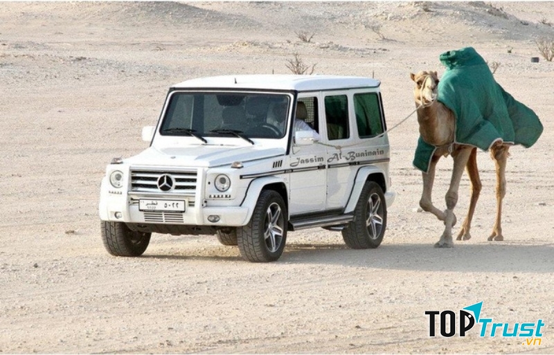 Dắt thú cưng đi dạo