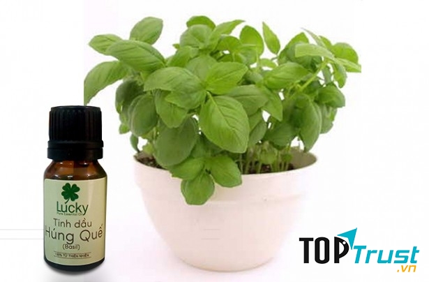 Tinh dầu húng quế